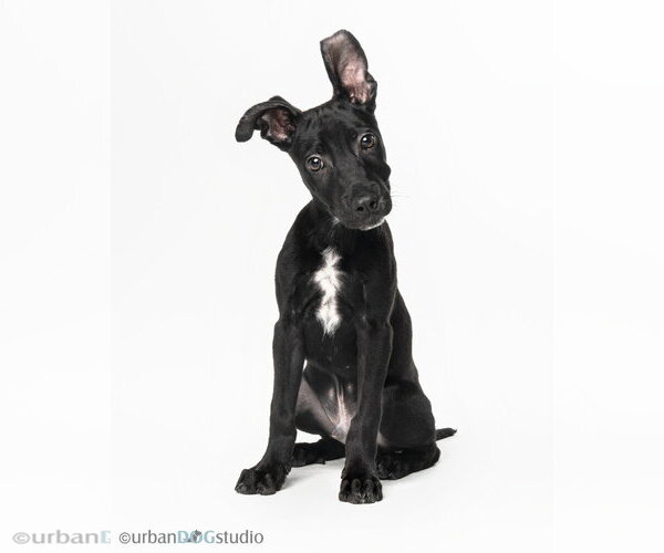 Medium Photo #2 American Staffordshire Terrier-German Shepherd Dog Mix Puppy For Sale in Tampa, FL, USA