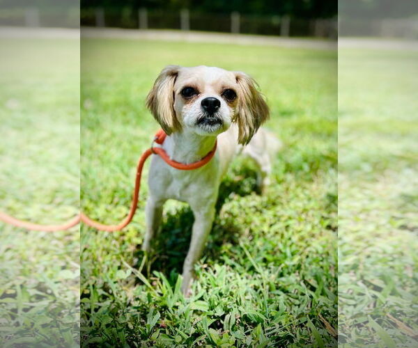 Medium Photo #2 Mal-Shi Puppy For Sale in Pacolet, SC, USA