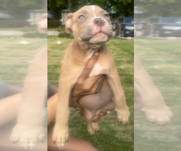 Medium Photo #33 American Bully Puppy For Sale in LAKE STATION, IN, USA