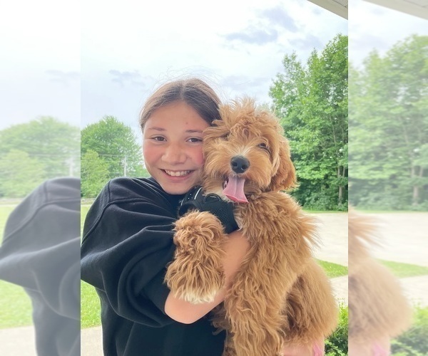 Medium Photo #1 Goldendoodle Puppy For Sale in CRESTON, OH, USA