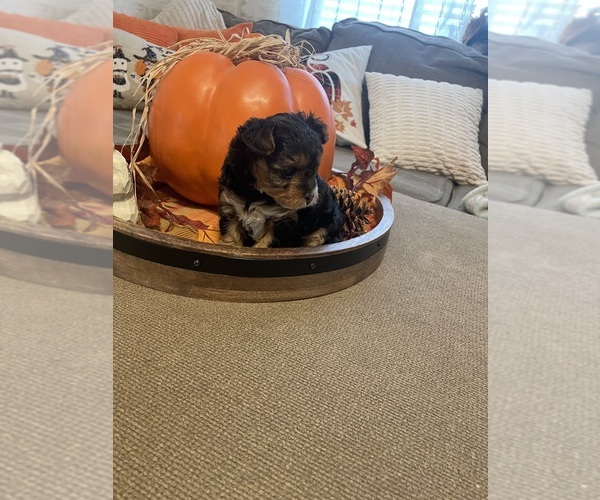Medium Photo #3 YorkiePoo Puppy For Sale in CEDAR CITY, UT, USA