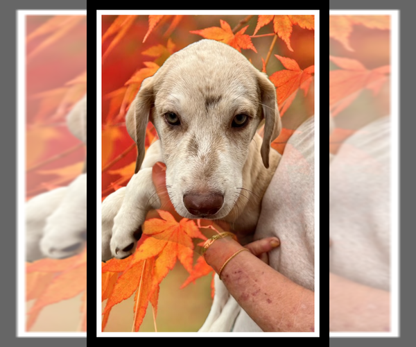 Medium Photo #2 Catahoula Leopard Dog-Labrador Retriever Mix Puppy For Sale in Mt. Laurel, NJ, USA