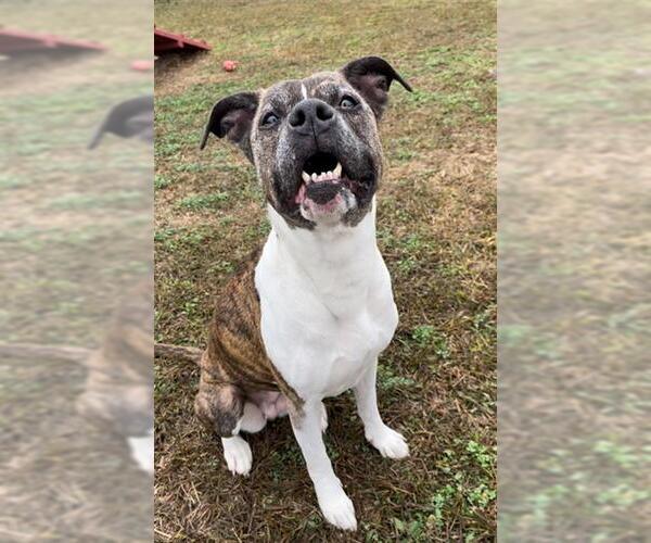 Medium Photo #2 Labrador Retriever-Staffordshire Bull Terrier Mix Puppy For Sale in Rosenberg, TX, USA