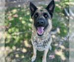 Small #1 German Shepherd Dog