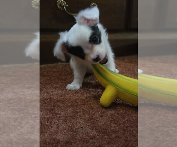 Medium Photo #3 Chihuahua Puppy For Sale in DANVILLE, IL, USA