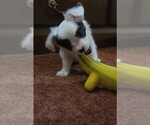 Small #2 Chihuahua