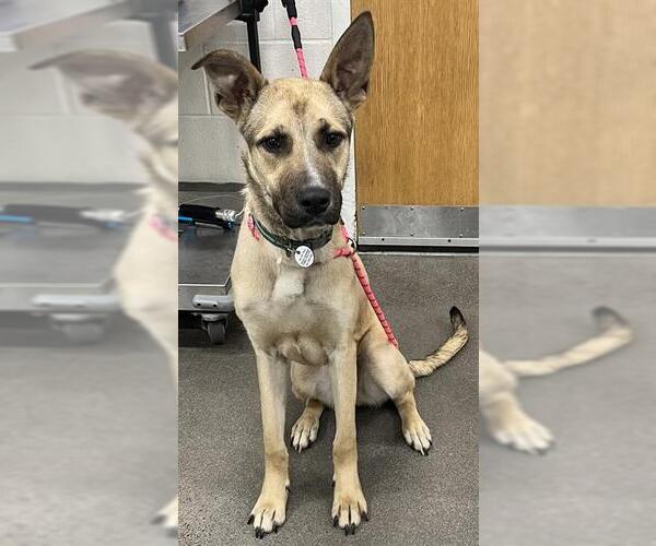 Medium Photo #1 German Shepherd Dog-Unknown Mix Puppy For Sale in Forestville, MD, USA