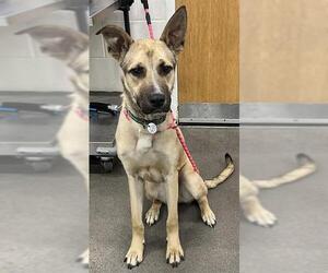 German Shepherd Dog-Unknown Mix Dogs for adoption in Forestville, MD, USA