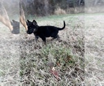 Small Photo #4 German Shepherd Dog Puppy For Sale in STAFFORD, VA, USA