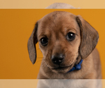 Small Photo #33 Dachshund Puppy For Sale in CROWLEY, TX, USA