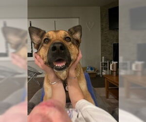 German Shepherd Dog-Unknown Mix Dogs for adoption in Fort Collins, CO, USA