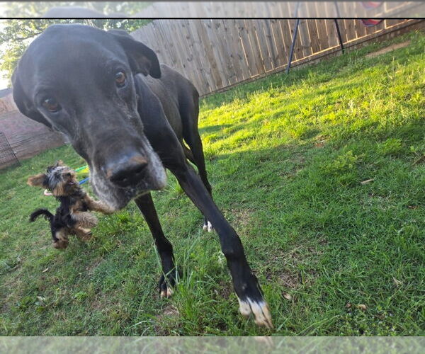 Medium Photo #1 Great Dane Puppy For Sale in Bullard, TX, USA