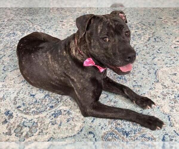 Medium Photo #3 Staffordshire Bull Terrier-Unknown Mix Puppy For Sale in Derwood, MD, USA
