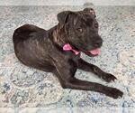 Small #2 Staffordshire Bull Terrier Mix