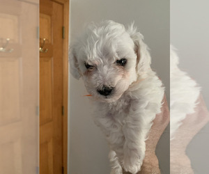Bichon Frise Puppy for sale in PLAINFIELD, IL, USA