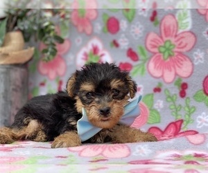 YorkiePoo Puppy for sale in LANCASTER, PA, USA