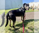 Small #2 Shepradors