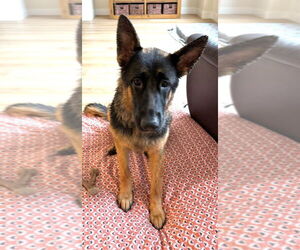 German Shepherd Dog Dogs for adoption in Modesto, CA, USA