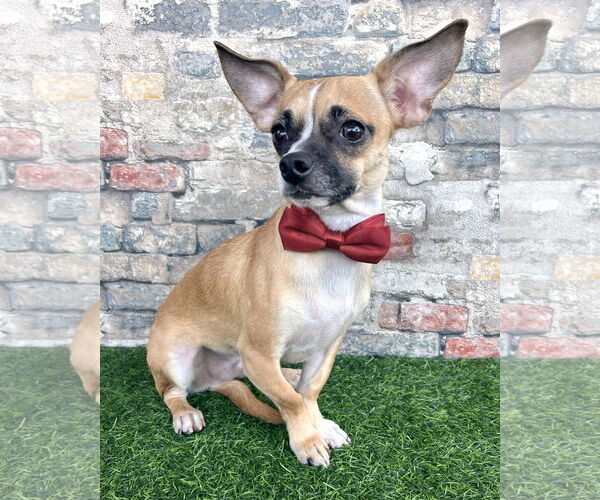 Medium Photo #1 Chug Puppy For Sale in Corona, CA, USA