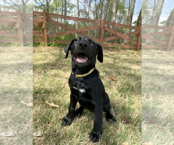 Medium Photo #4 Labrador Retriever-Unknown Mix Puppy For Sale in Greenville, SC, USA
