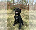 Small #3 Labrador Retriever Mix
