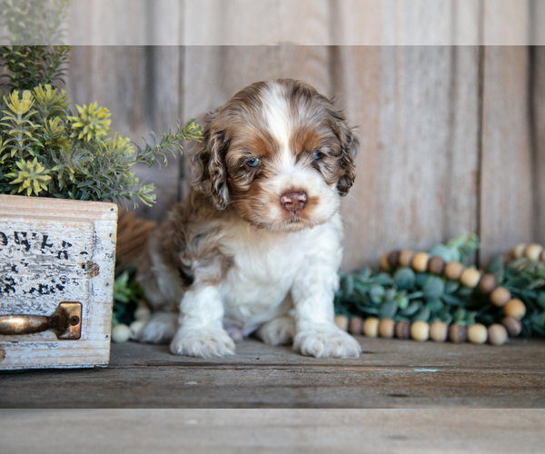 Medium Photo #1 Cocker Spaniel Puppy For Sale in BALTIC, OH, USA