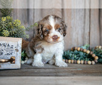 Puppy Gizmo Cocker Spaniel