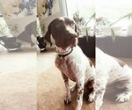 Small Photo #5 German Shorthaired Pointer Puppy For Sale in Menlo Park, CA, USA