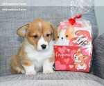 Small #1 Pembroke Welsh Corgi