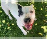 Small #1 American Bulldog Mix