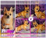 Small Photo #7 Chihuahua Puppy For Sale in Plantation, FL, USA