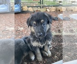 Small Photo #12 German Shepherd Dog Puppy For Sale in BOERNE, TX, USA