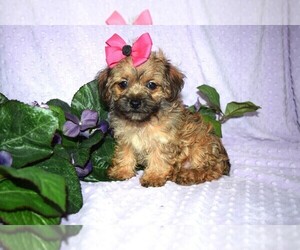 YorkiePoo Puppy for sale in BARNESVILLE, KS, USA