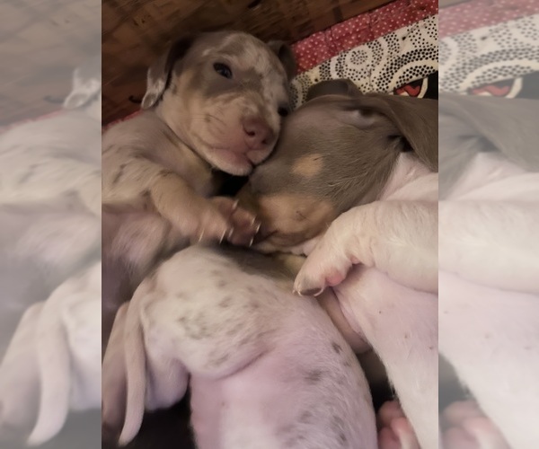 Medium Photo #43 Dachshund Puppy For Sale in LAKEBAY, WA, USA