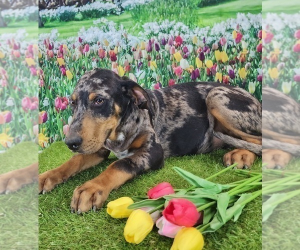 Medium Photo #10 Catahoula Leopard Dog Puppy For Sale in CUMBY, TX, USA