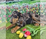 Small #9 Catahoula Leopard Dog