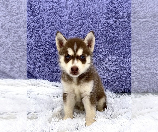 Medium Photo #3 Siberian Husky Puppy For Sale in SANDY HOOK, KY, USA