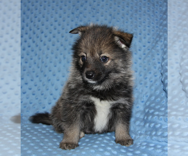 Medium Photo #5 Pomsky Puppy For Sale in DENTON, TX, USA