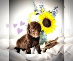 Puppy 5 Labradoodle