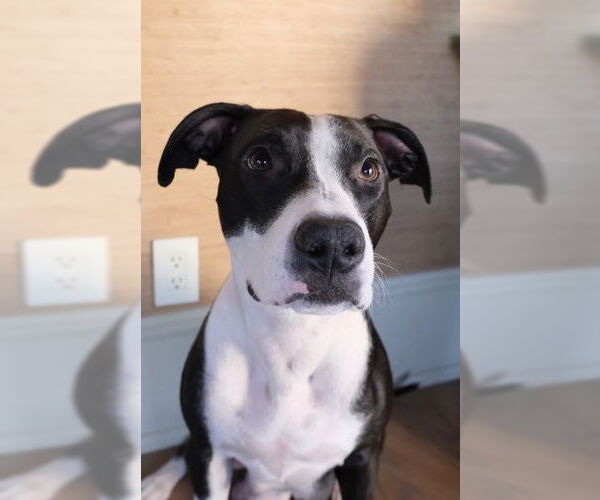 Medium Photo #4 American Pit Bull Terrier Puppy For Sale in La Vergne, TN, USA