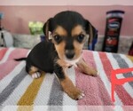 Puppy 4 Chihuahua-Morkie Mix
