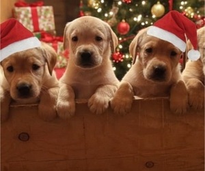 Labrador Retriever Puppy for Sale in MORRISON, Colorado USA