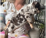 Puppy Puppy 2 English Bulldog