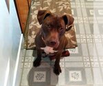 Small #9 American Pit Bull Terrier-Chocolate Labrador retriever Mix