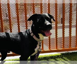 Mutt Dogs for adoption in Las Vegas, NV, USA