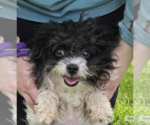 Small #2 Pomeranian