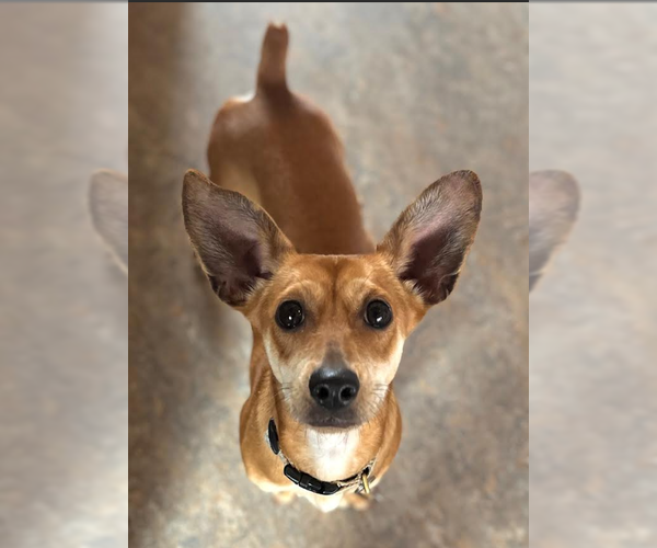 Medium Photo #3 Chiweenie Puppy For Sale in Cranston, RI, USA