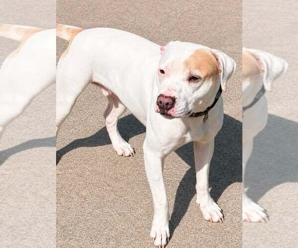 Medium Photo #4 Mutt Puppy For Sale in Martinsburg, WV, USA