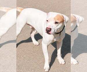Zena - Female Mutt Dog for Adoption - Photo #4