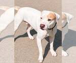 Small #3 Mutt